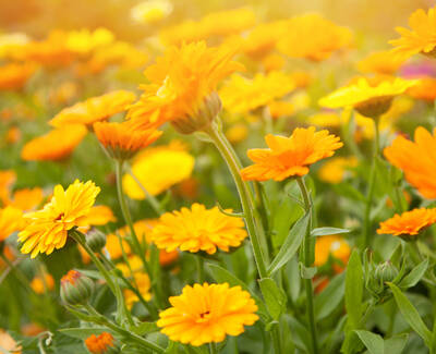 A vibrant field of yellow flowers in full bloom, showcasing various shades and sizes among lush green foliage, illuminated by warm sunlight.