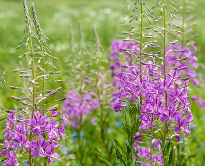 A field of vibrant purple flowers with tall, slender stems, surrounded by green grass and soft-focus background greenery.