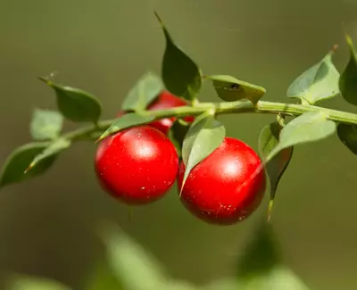 Close-up of two bright red berries on a green branch, surrounded by glossy leaves.