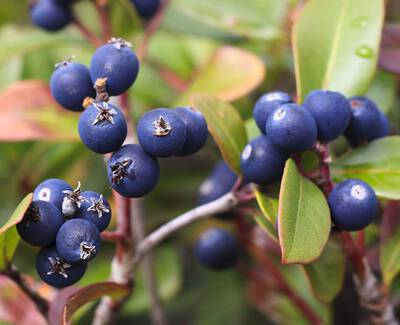 A close-up of blue berries on a plant, surrounded by green and reddish leaves.