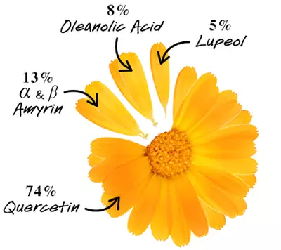 An illustration of a bright orange flower petal, labeled with percentages indicating the presence of various compounds: 74% Quercetin, 13% α & β Amyrin, 8% Oleanolic Acid, and 5% Lupeol.