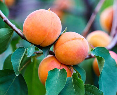 Three ripe apricots hanging on a branch surrounded by green leaves.
