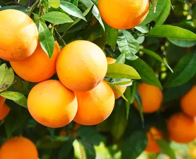 A close-up of ripe orange fruits hanging from a lush green orange tree branch, surrounded by vibrant green leaves.