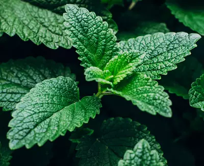 Close-up of vibrant green leaves with a textured surface, surrounded by more foliage.