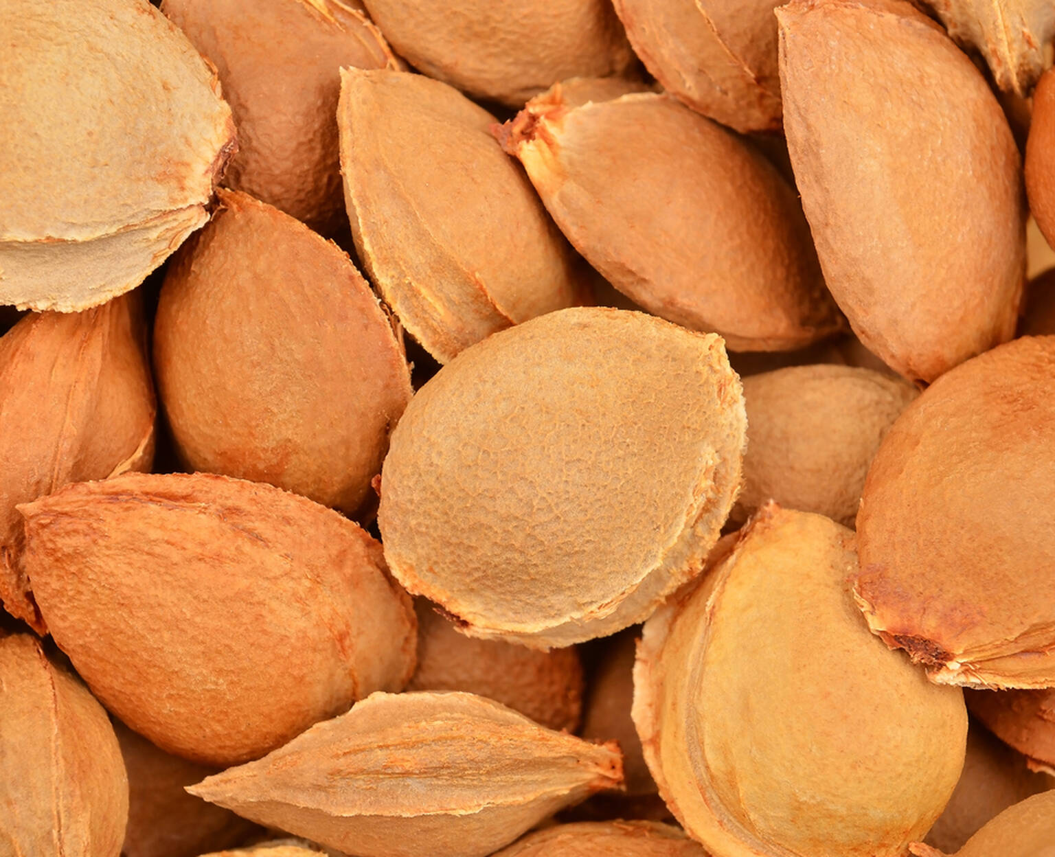 A close-up view of many light brown apricot seeds arranged closely together.