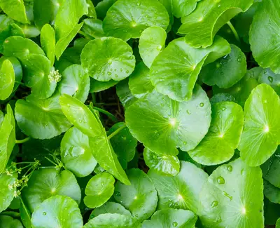 A close-up view of vibrant green leaves, some with water droplets, creating a lush and refreshing carpet of foliage.
