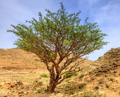 A solitary tree with a twisted trunk and green foliage stands against a rocky, arid landscape under a blue sky.