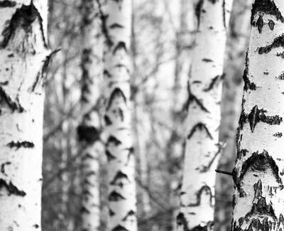 Black and white image of slender birch trees, showcasing their distinctive white bark with dark markings against a blurred background of more trees.